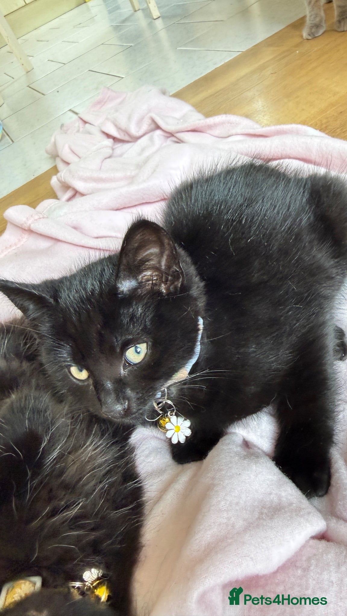 Mixed Breed cats 🐾 Adorable Black Kitten for Sale- Flora🌼 🐾 - Advert 6