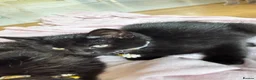 Mixed Breed cats for sale: 🐾 Adorable Black Kitten for Sale- Flora🌼 🐾 in Pembroke Dock - Advert 1