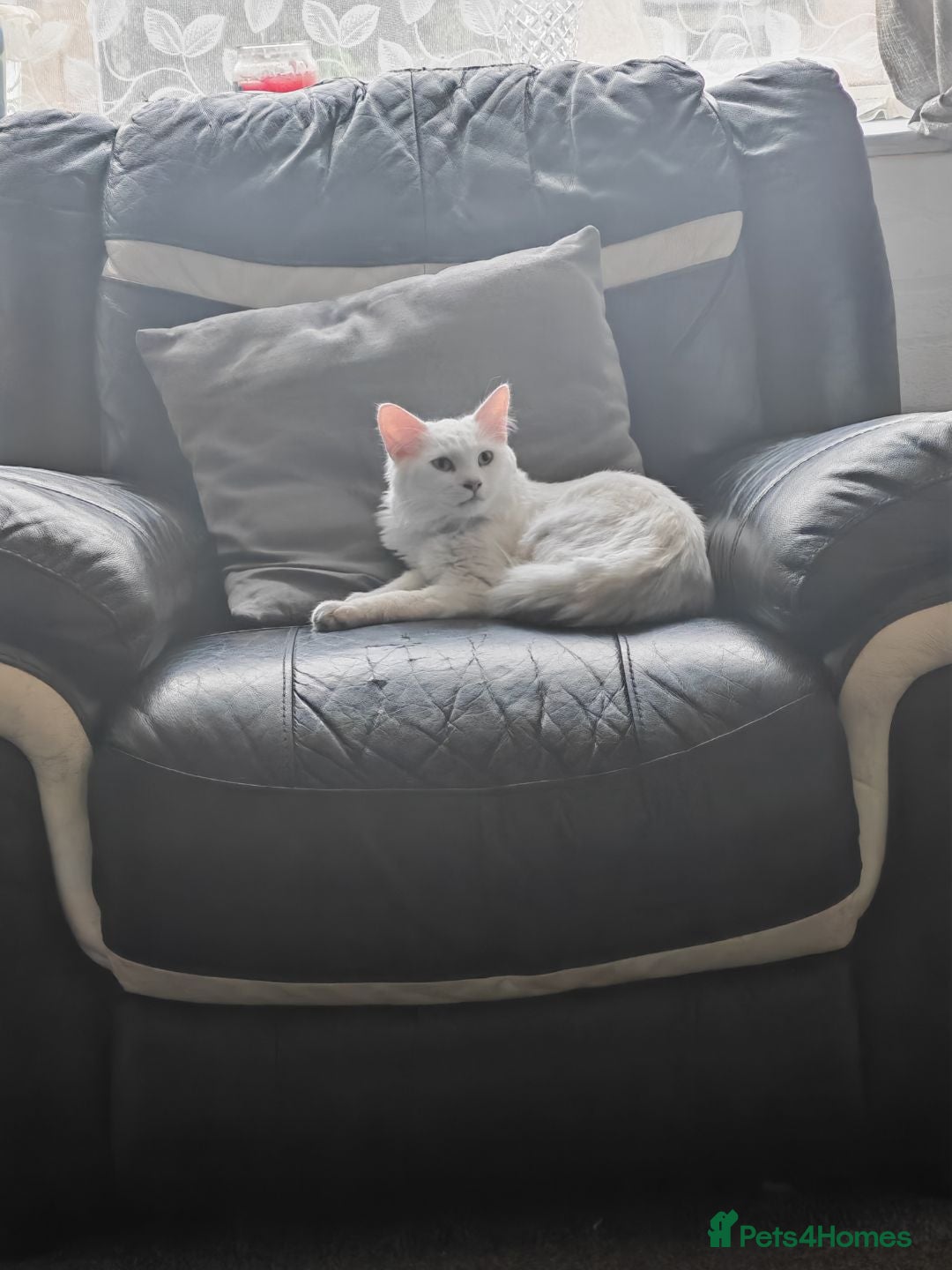 Turkish Angora cats Beautiful male for sale - Advert 2