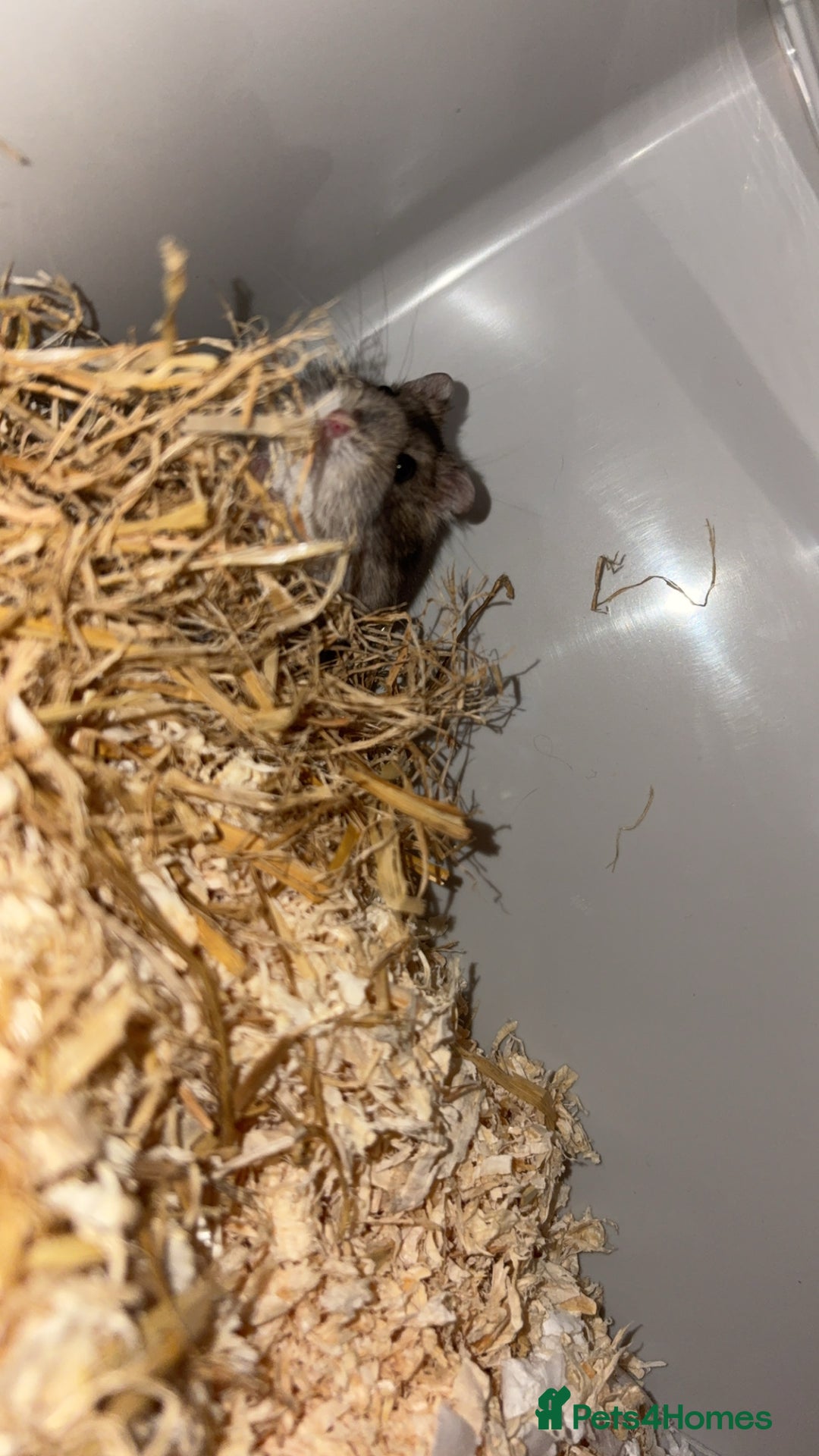 Hamster rodents for sale: Russian dwarf hamster  - Advert 1