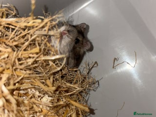 Hamster rodents Russian dwarf hamster - Advert 13