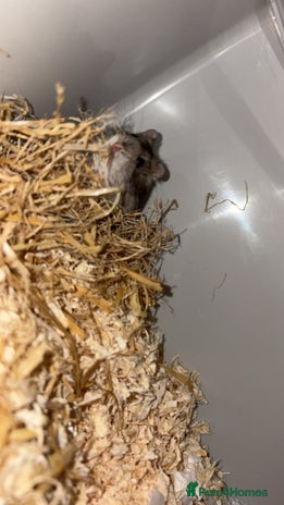 Hamster rodents Russian dwarf hamster - Advert 1