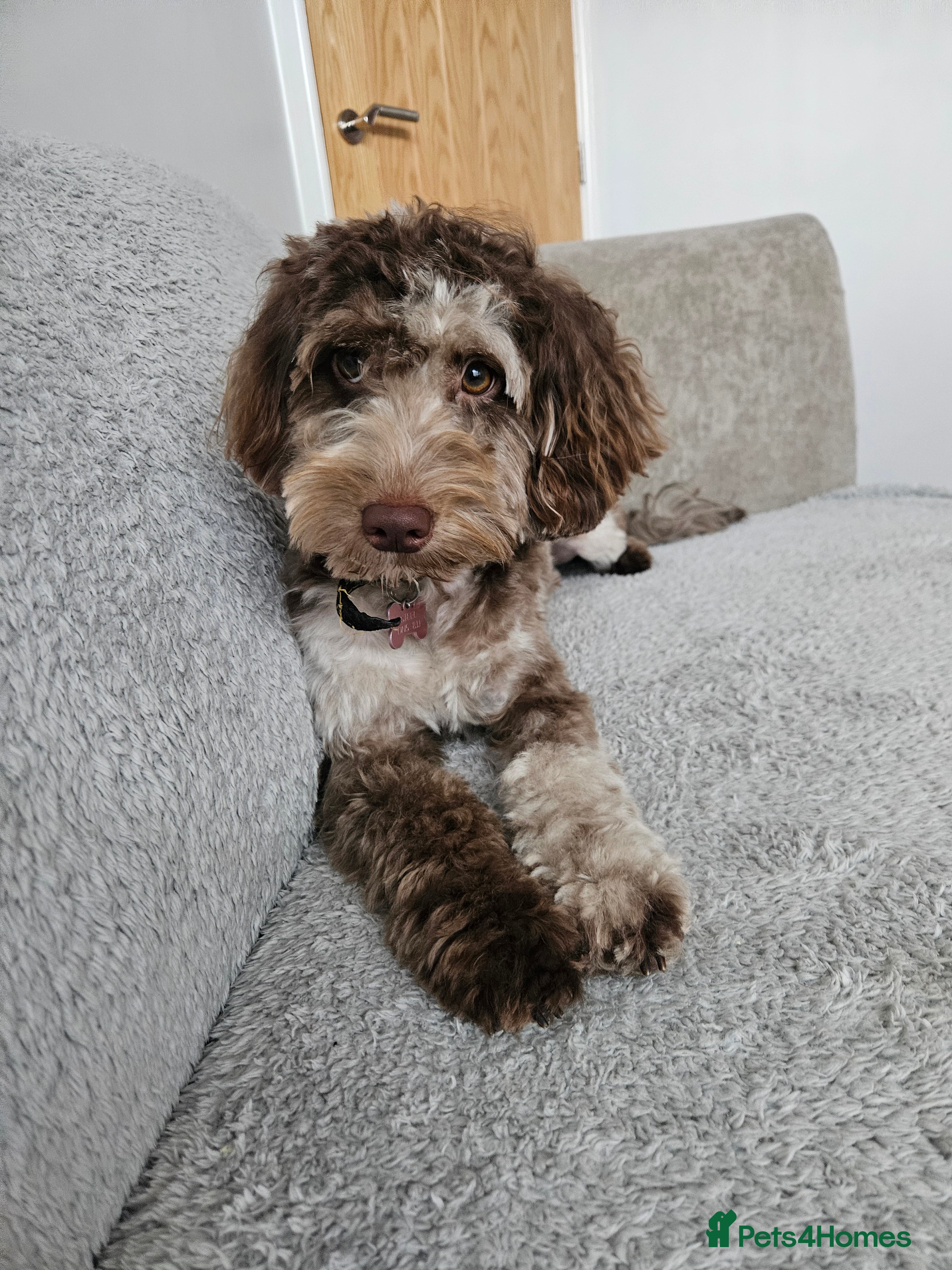 Cockapoo dogs F1b toy Cockapoo's waiting list - Advert 1
