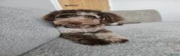 Cockapoo dogs for sale: F1b toy Cockapoo's waiting list - Advert 1