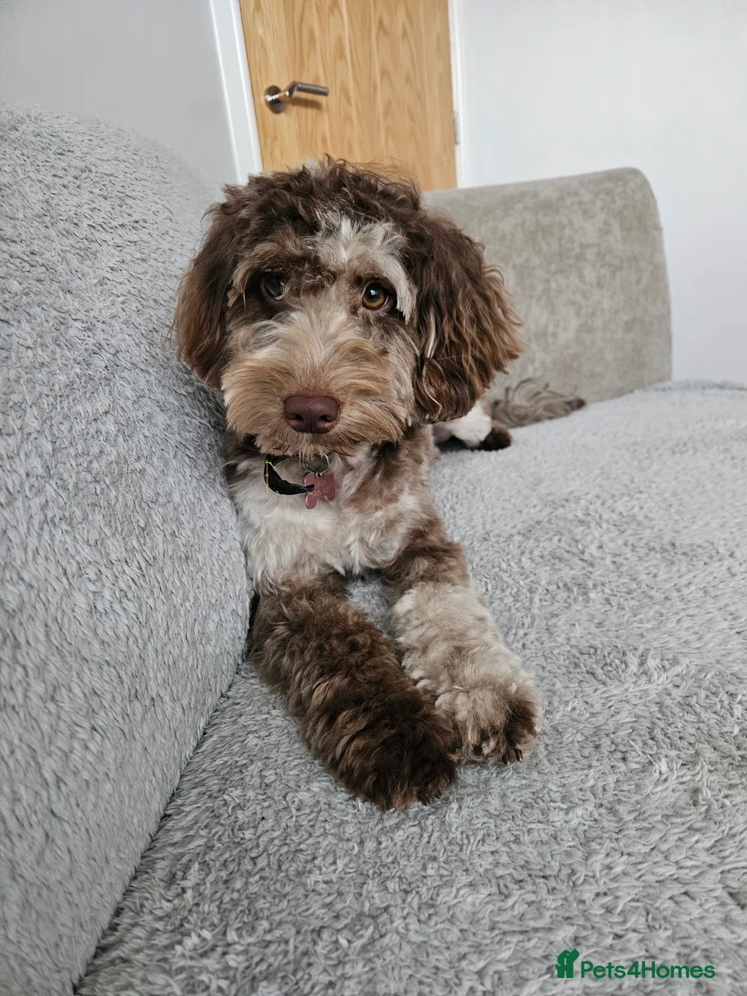 Cockapoo dogs for sale: F1b toy Cockapoo's waiting list - Advert 1