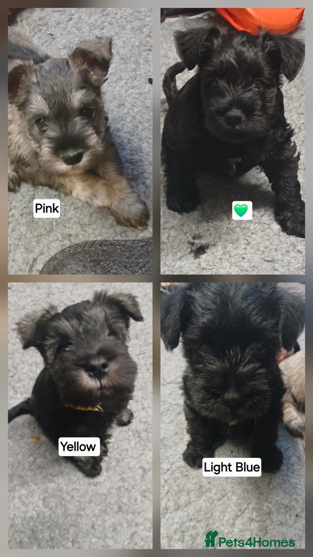 Miniature Schnauzer dogs Miniature shnauzer puppies  - Advert 1