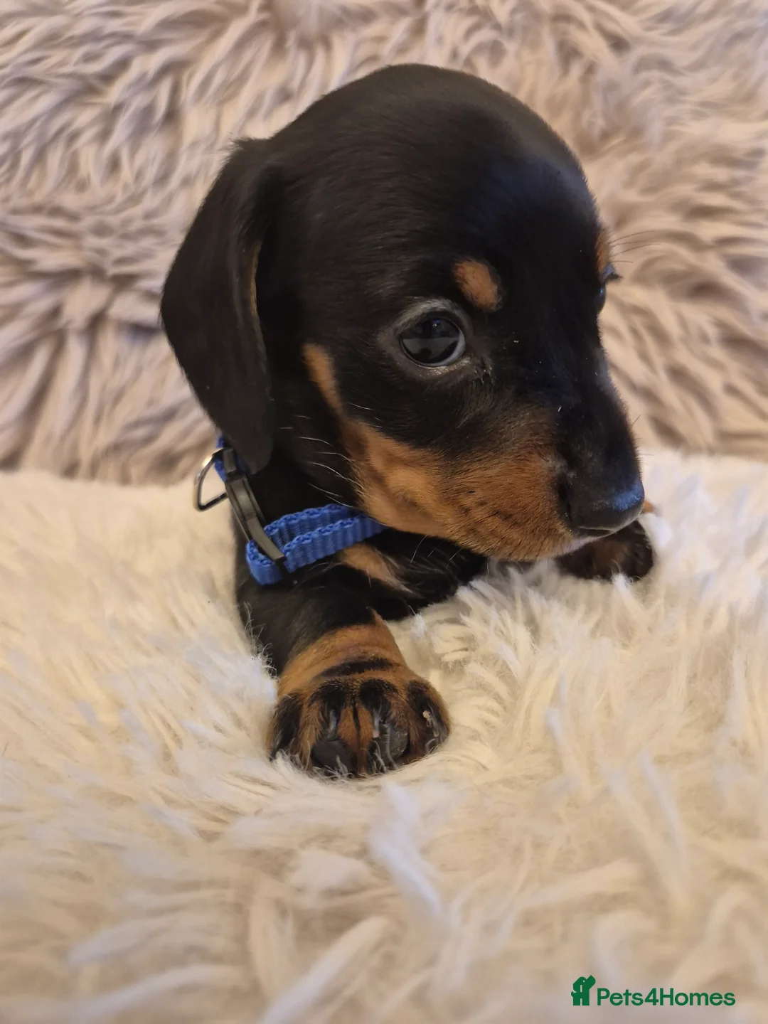 Miniature Dachshund dogs for sale: Adorable KC Pedigree Miniature Dachshund Puppies - Advert 23