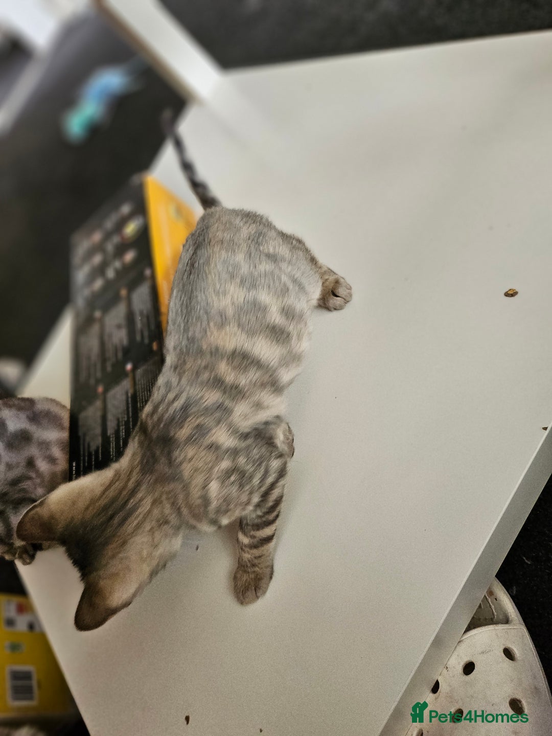 Bengal cats for sale: 2 stunning unique snow bengal kittens left  - Image 18