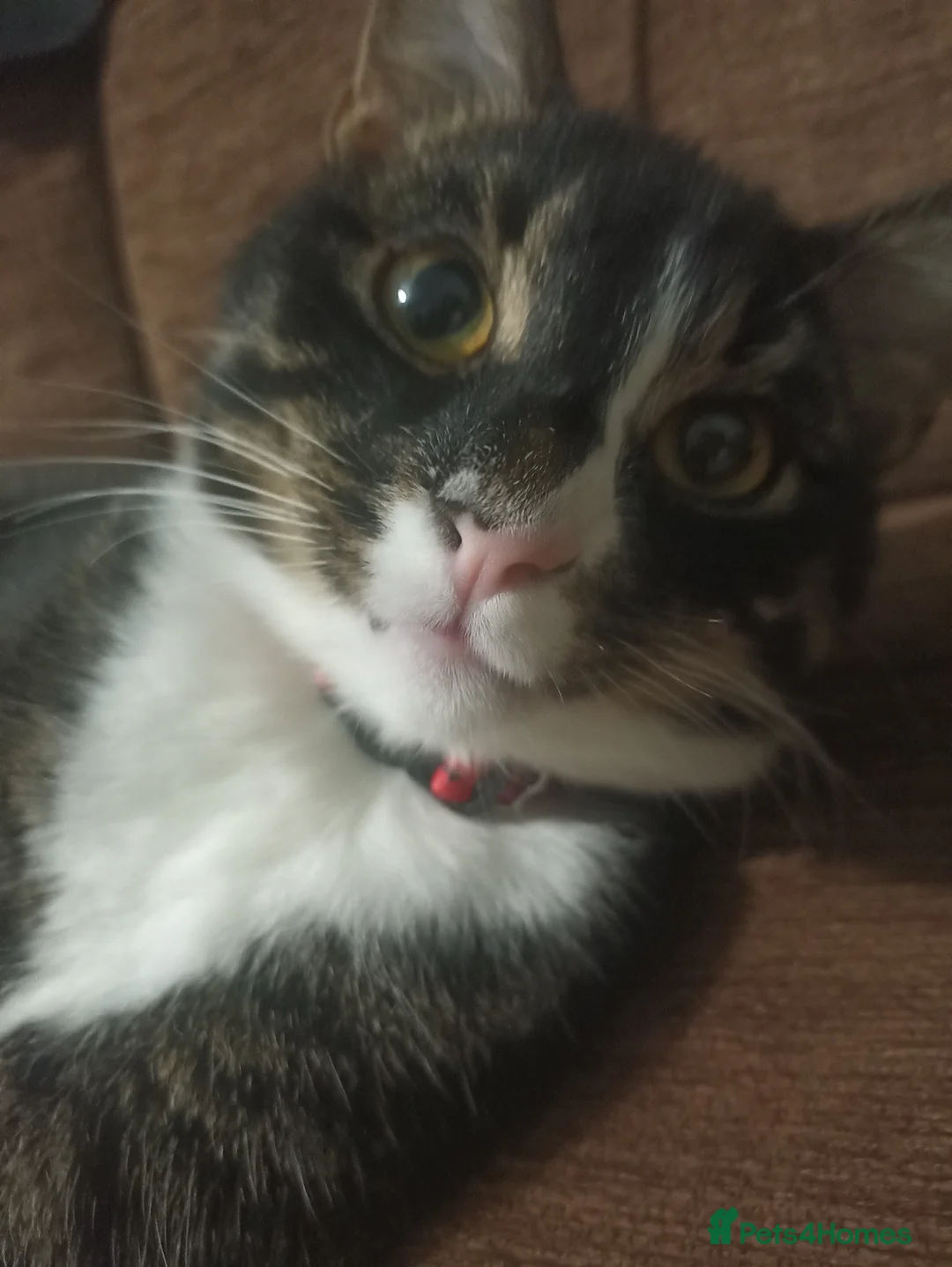 Domestic Shorthair cats for sale: 10 month old Merlin needs a new home! - Advert 2