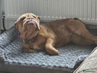 English Bulldog dogs Female English bulldog - Advert 2