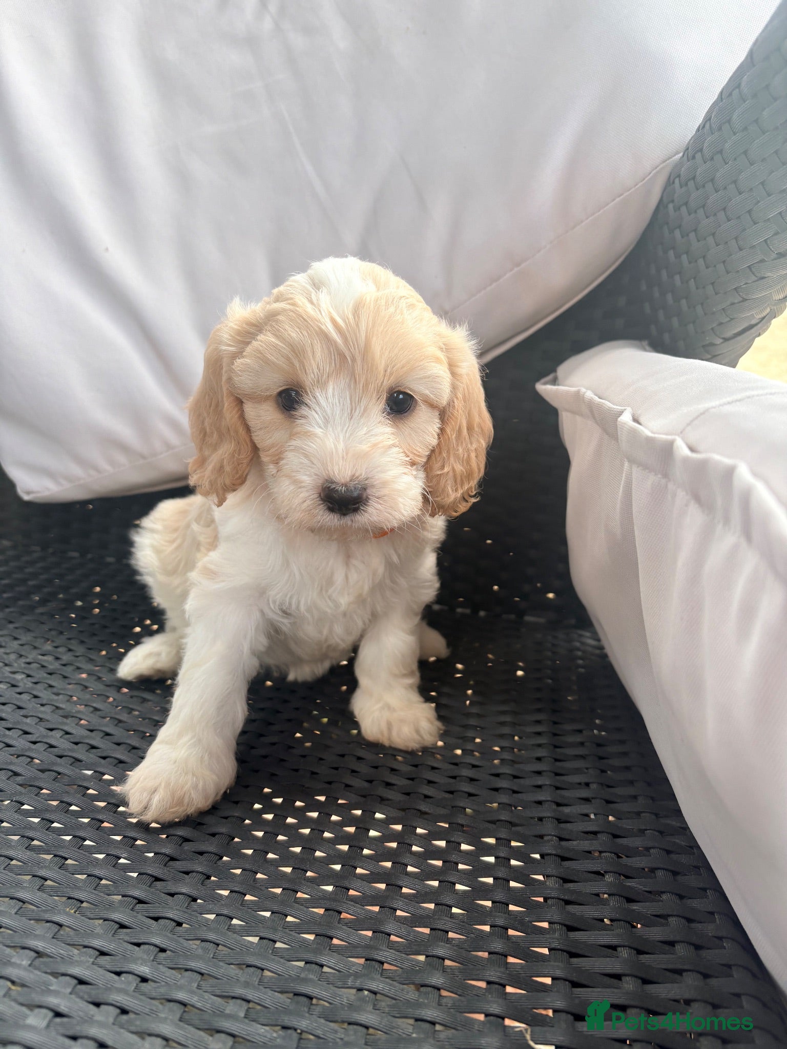 Cavapoo dogs Cavapoo puppies - Advert 18