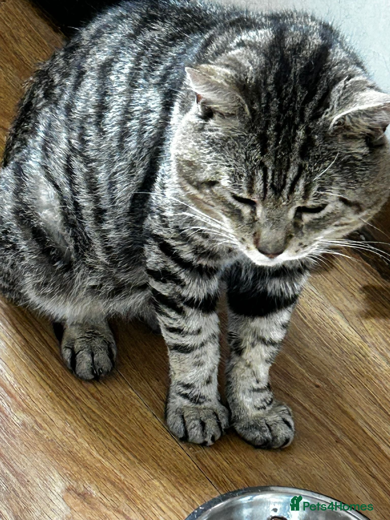 Mixed Breed cats 8 year old Rescue male looking for a cosy home - Advert 10