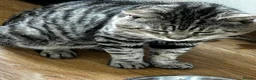 Mixed Breed cats for sale: Rescue male looking for a cosy home - Advert 2