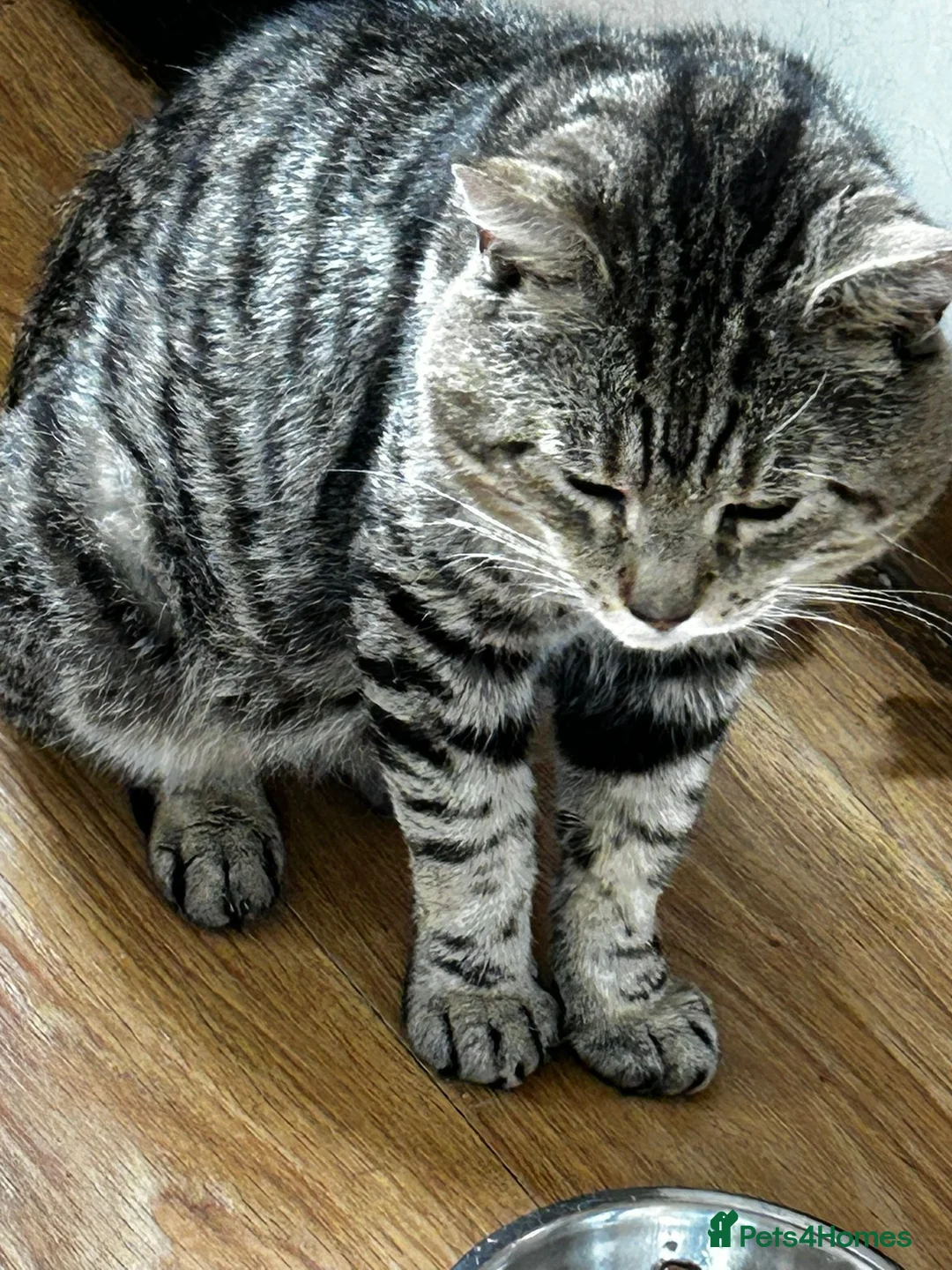 Mixed Breed cats for sale: Rescue male looking for a cosy home - Advert 2