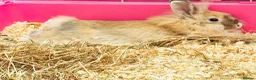 Lionhead rabbits for sale: Purebred lionhead female  - Advert 2
