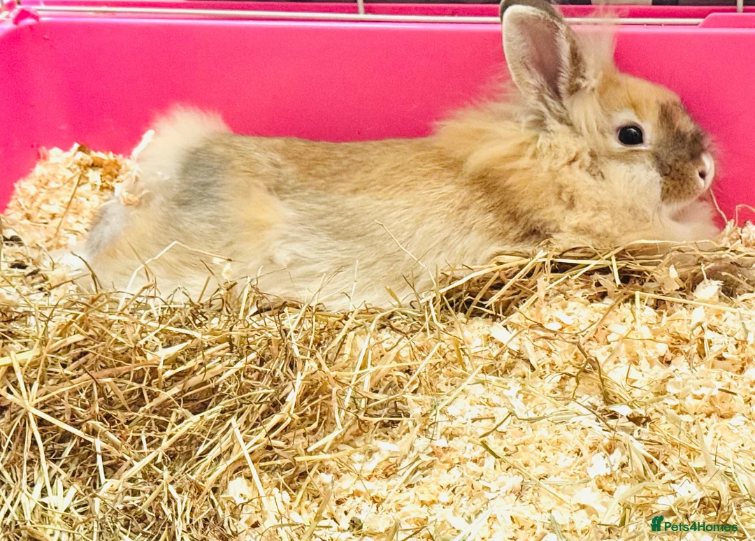Lionhead rabbits for sale: Purebred lionhead female  - Advert 2