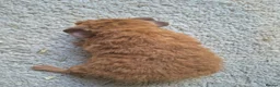 Guinea Pig rodents for sale: Male teddy guinea pigs  - Advert 10