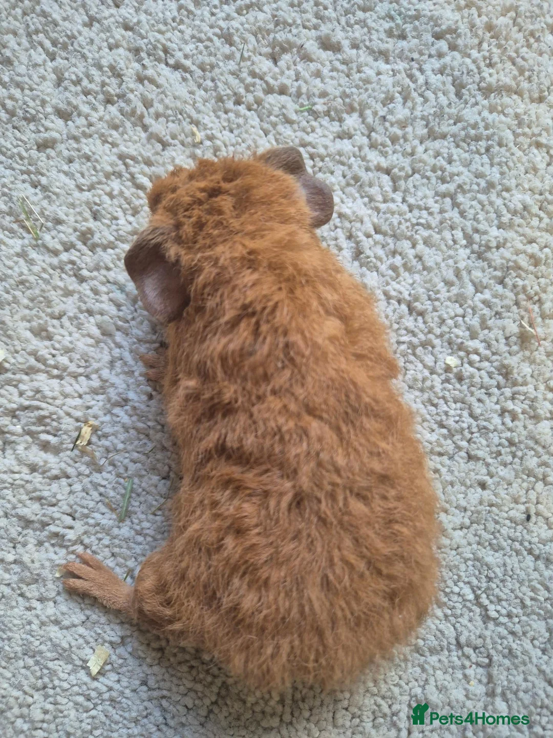 Guinea Pig rodents for sale: Male teddy guinea pigs  - Advert 10