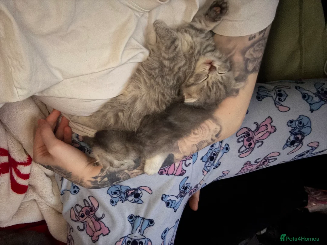 Scottish Fold cats for sale: Absolutely unreal Scottish fold x BSH litter!  - Advert 3