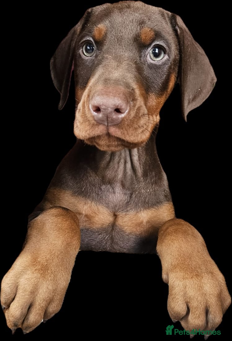 Dobermann dogs 🔥Top Quality Champion Bloodline KC registered 🏆 - Advert 1