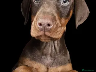 Dobermann dogs 🔥Top Quality Champion Bloodline KC registered 🏆 - Advert 5