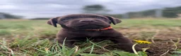 Labrador Retriever dogs for sale: Waiting list Chocolate Labradors - Advert 5