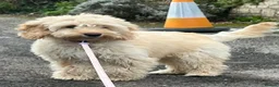 Cockapoo dogs for sale: Narla female cockerpoo  in Glastonbury - Advert 13