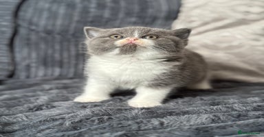 British Shorthair cats - Advert 16