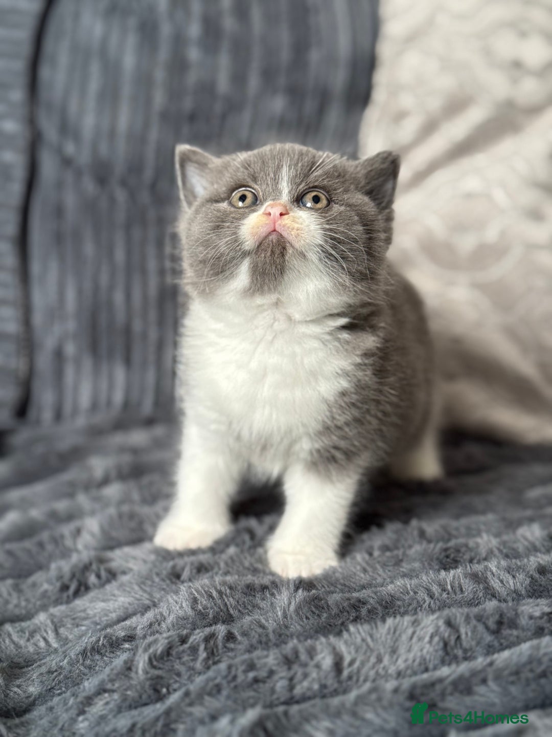 British Shorthair cats for sale: ChampionLine🏆🏆🏆Bicolour British Shorthair💙💙💖 - Advert 8