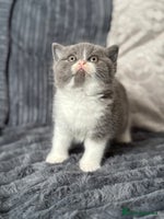British Shorthair cats - Advert 16