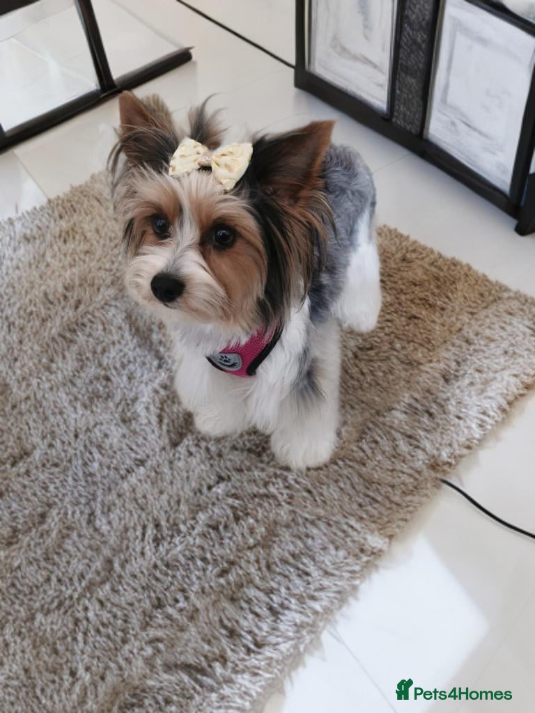 Yorkshire Terrier dogs Yorkshire terrier Biewer Girl 🐕 - Advert 5