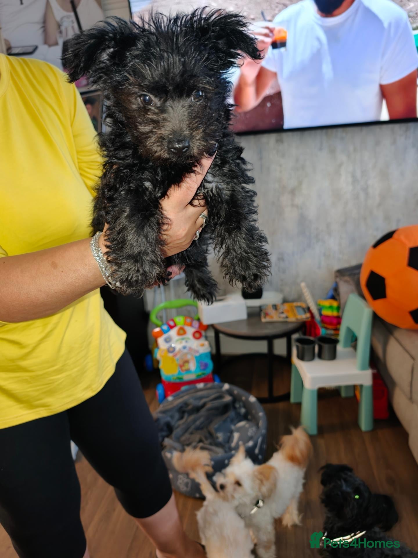 Yorkshire Terrier dogs Puppy Yorkshire terrier  - Advert 9