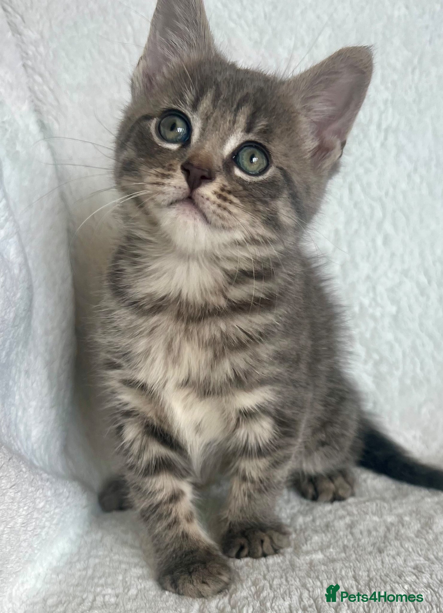 Mixed Breed cats 4 adorable kitties looking for loving homes  - Advert 1