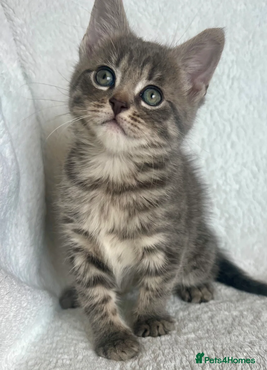 Mixed Breed cats for sale: 4 adorable kitties looking for loving homes  - Advert 1