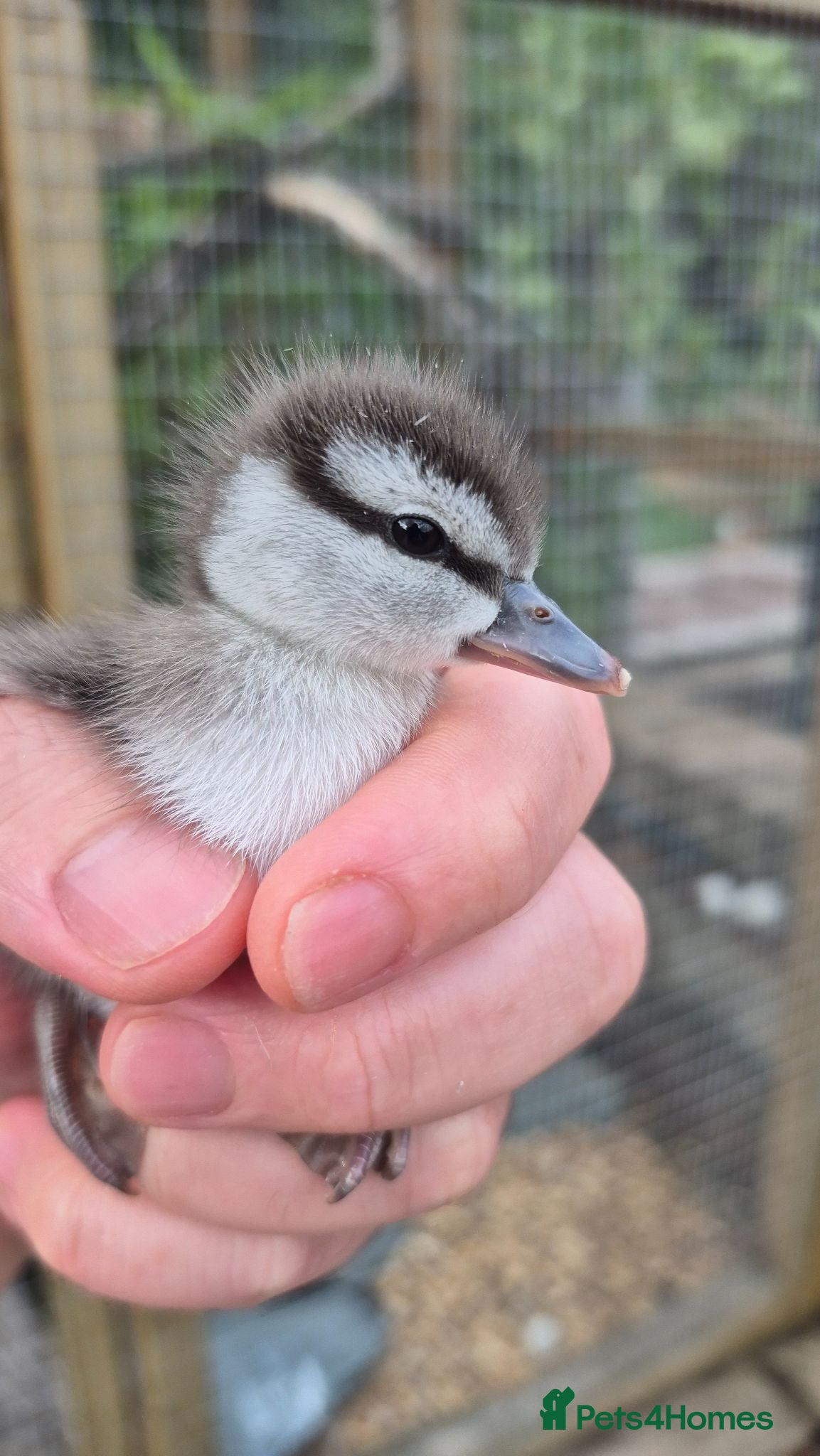 Ducks poultry Friendly Ringed Teal Ducklings - Advert 1