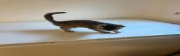 Mixed Breed cats for sale: 9 Adorable Mixed-Breed Kittens for Sale – £90  - Advert 35