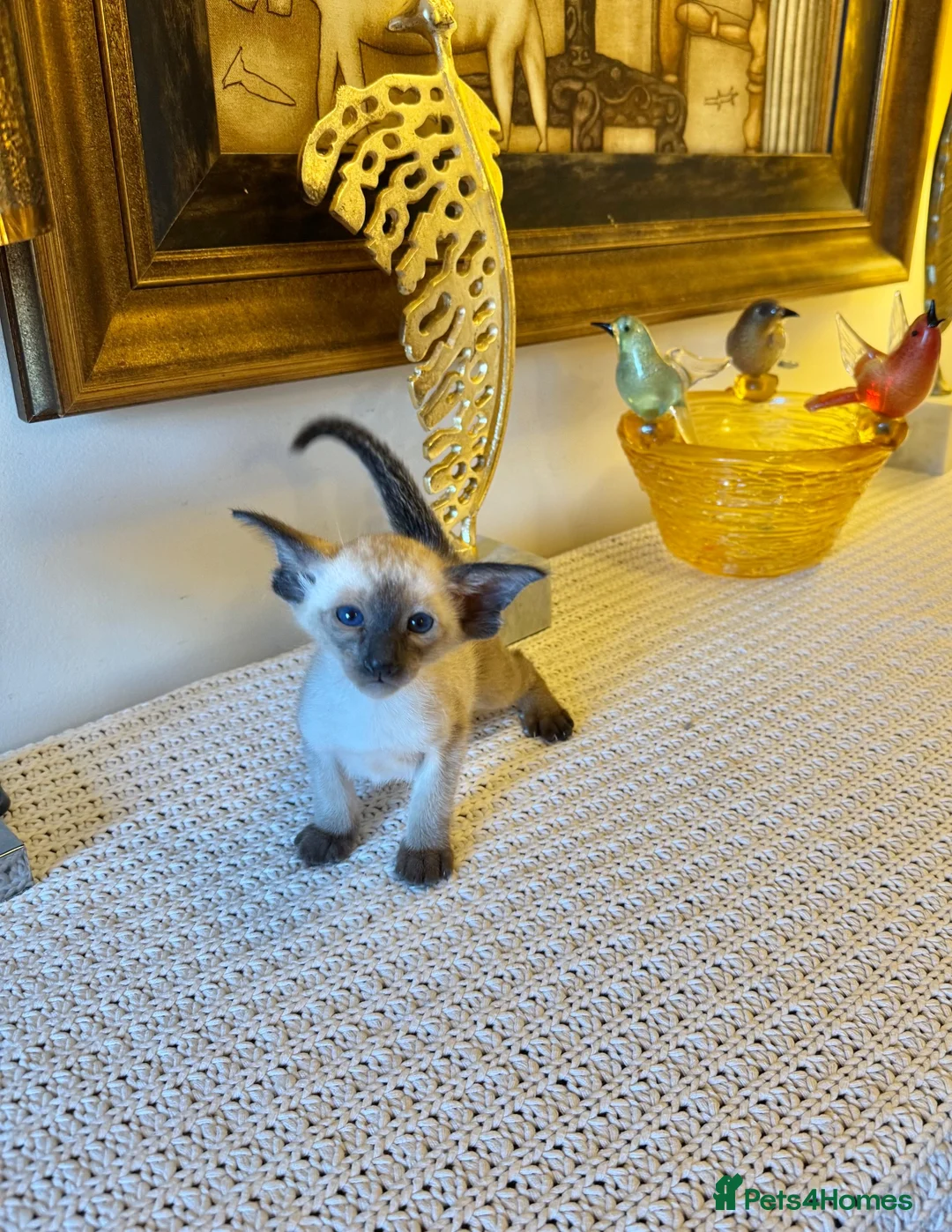 Oriental cats for sale: Beautiful TICA Oriental  and Siamese babies - Advert 2