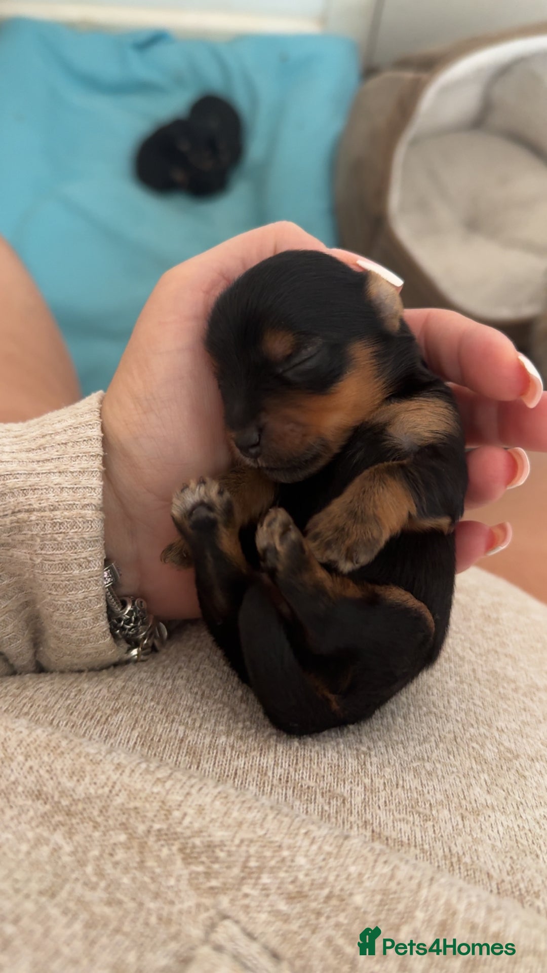 Yorkshire Terrier dogs for sale: Yorkshire Terrier Puppies  - Advert 21