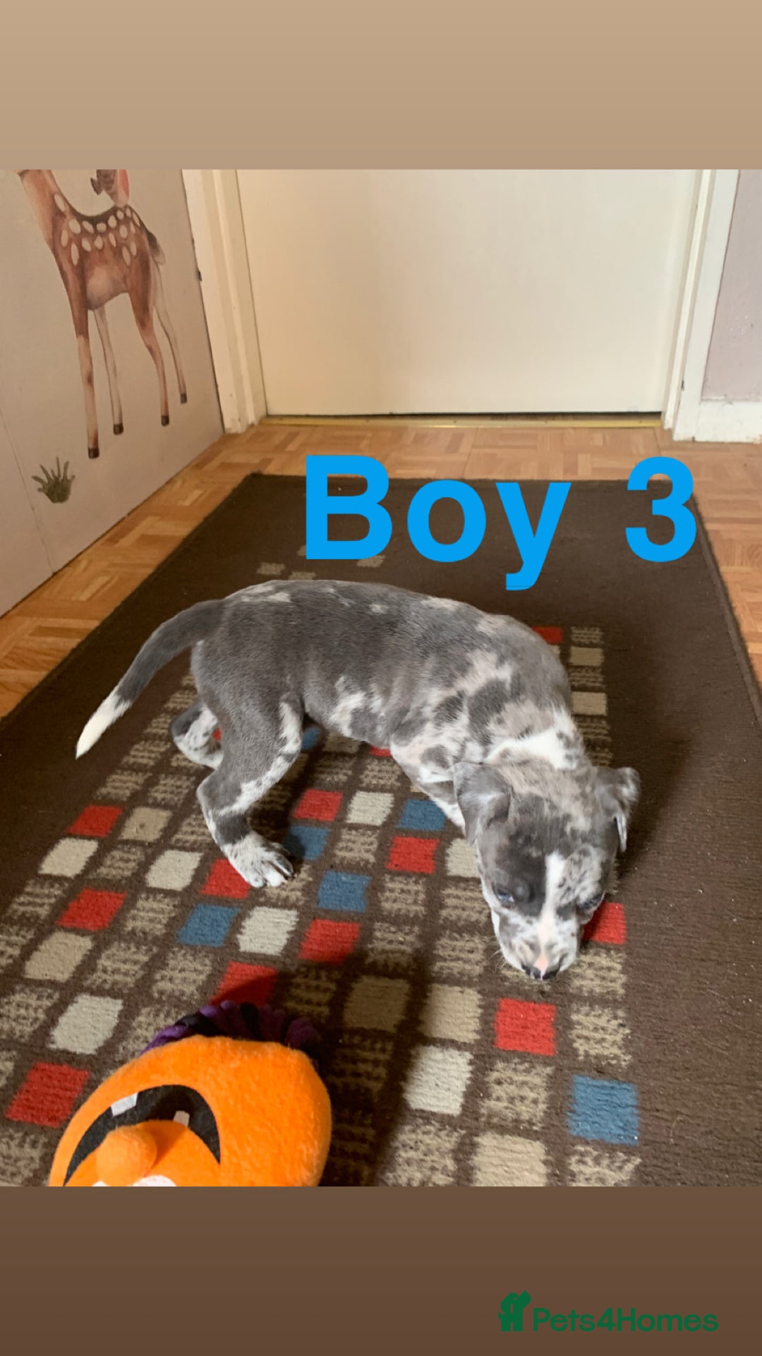 Staffordshire Bull Terrier dogs for sale: RARE BLUE MERLE STAFFORDSHIRE BULL TERRIER PUPPIES - Image 23