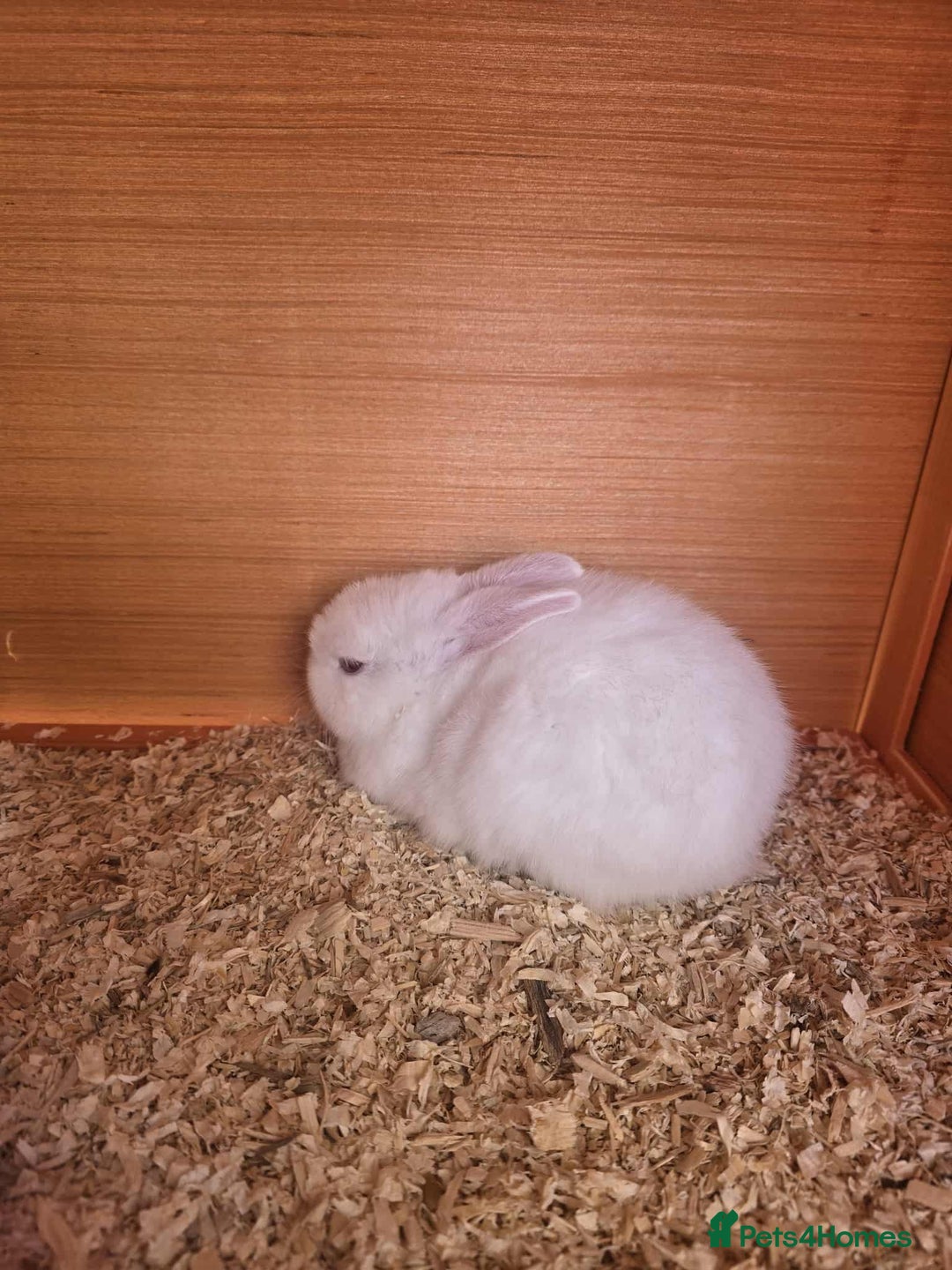 Lionhead rabbits for sale: Lionhead cross new Zealand  - Image 2