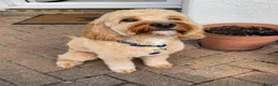 Cockapoo dogs for stud: Handsome cockapoo - For stud until proven - Advert 5
