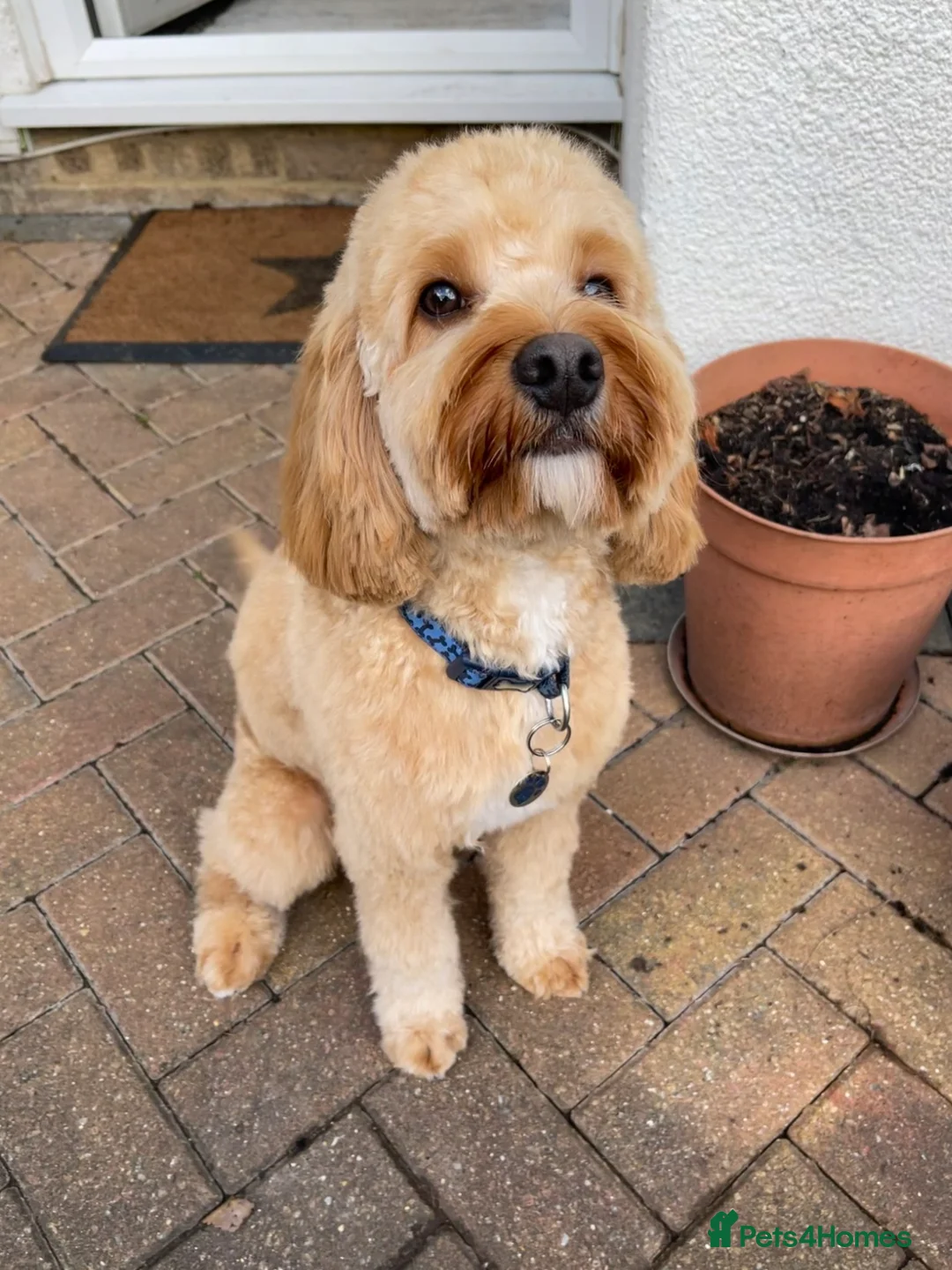 Cockapoo dogs for stud: Handsome cockapoo - For stud until proven - Advert 5