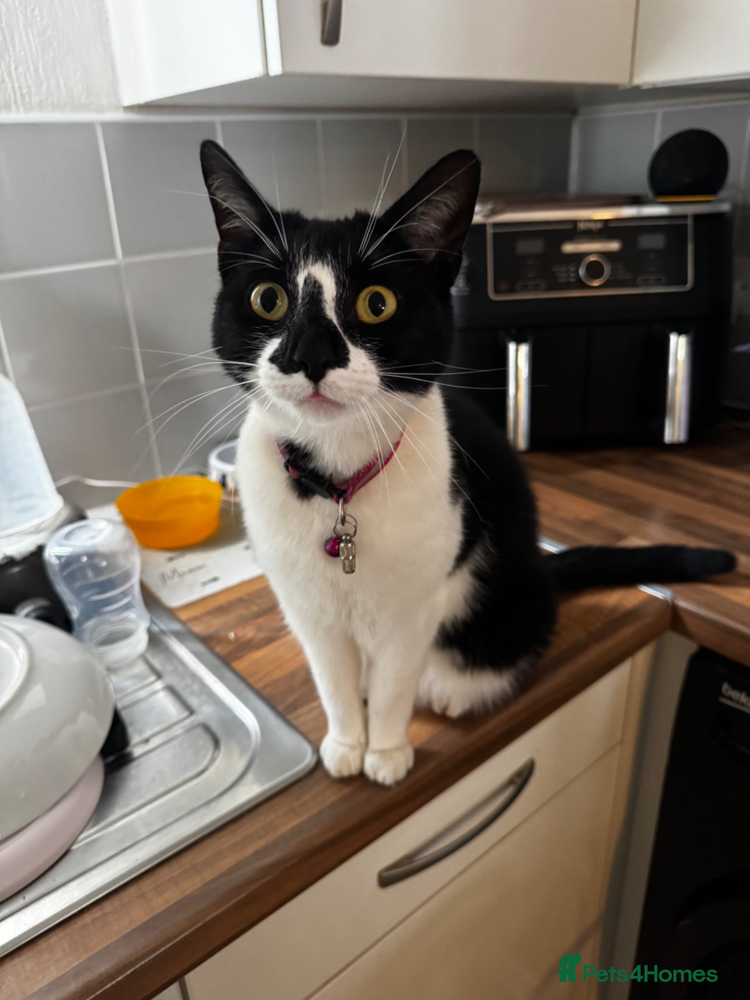 Domestic Shorthair cats REHOMING cat free - Advert 1