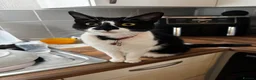 Domestic Shorthair cats for sale: REHOMING cat free - Advert 1