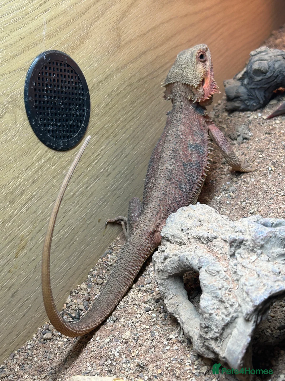 Bearded Dragon reptiles for sale: 1 year old female bearded dragon with enclosure  - Advert 3
