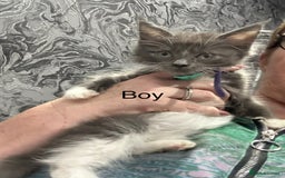 Maine Coon cats for sale: Mainecoon  - Advert 3