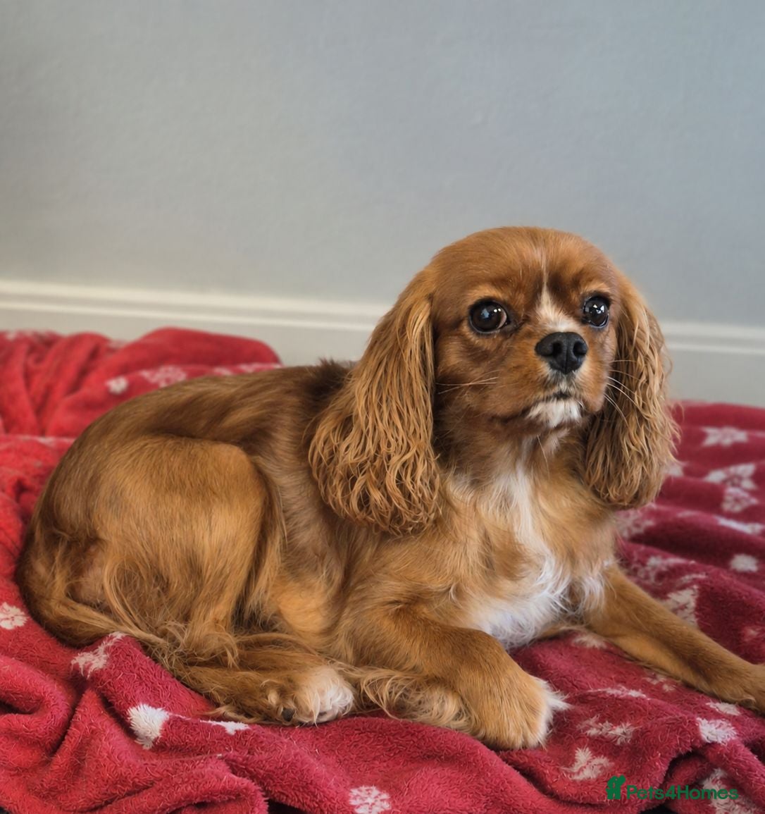 Cavalier King Charles Spaniel dogs Stunning cavalier king charles puppies - Advert 4