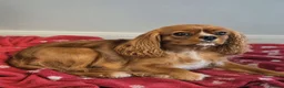 Cavalier King Charles Spaniel dogs for sale: Stunning cavalier king charles puppies - Advert 1
