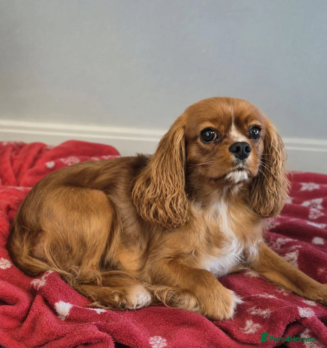 Cavalier King Charles Spaniel dogs for sale: Stunning cavalier king charles puppies - Advert 1