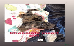 Miniature Poodle dogs for sale: Mini poodle london 3 LEFT - Advert 5